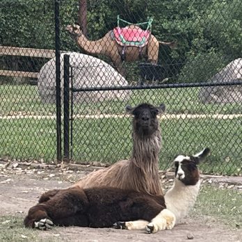 Minnesota Zoo - Llama - Zoos Near Me - Apple Valley, Minnesota Minnesota Zoo - Llama - Zoos Near Me - Apple Valley, Minnesota
