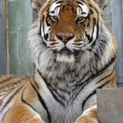 East Coast Exotic Animal Rescue