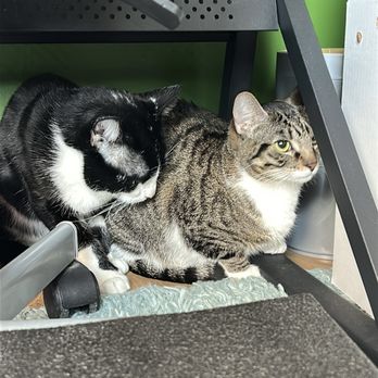 LA Animal Services - Luna and Tilin - Animal Shelters Near Me - Los Angeles, California