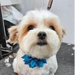 EmBark Mobile Dog Groomer - GracieAnn w Jacki after her grooming at EmBark.
