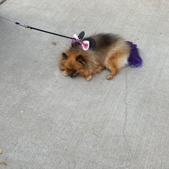 Pro-Groom - This is before her hair cut so you can see difference - Pet Groomers Near Me - Roseville, California Pro-Groom - This is before her hair cut so you can see difference - Pet Groomers Near Me - Roseville, California