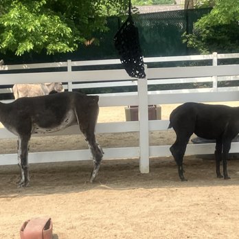 Cosley Zoo - Llamas - Zoos Near Me - Wheaton, Illinois