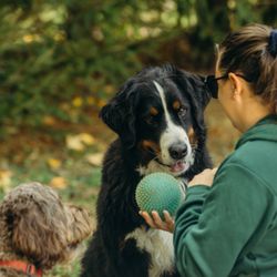 Dog Gone Walking - Small group private dog playgroups with the highest human to dog ratio in the area.