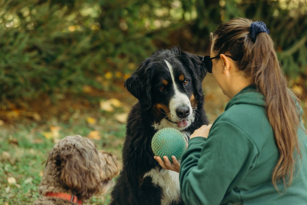 Dog Gone Walking - pet boarding facility in Wynnewood, PA