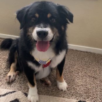 Stinky Dawg - Pet Groomers Near Me - San Marcos, Texas Stinky Dawg - Pet Groomers Near Me - San Marcos, Texas