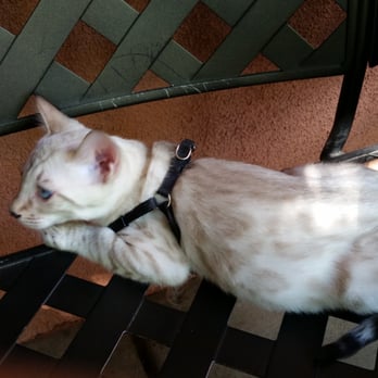 Wild Iris Coffee House - What about kitty friendly? - Bakeries Near Me - Prescott, Arizona Wild Iris Coffee House - What about kitty friendly? - Bakeries Near Me - Prescott, Arizona