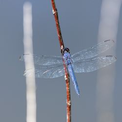 North Park Latodami Nature Center - Great Blue Skimmer dragonfly on the pond near the center on a sunny summer day.