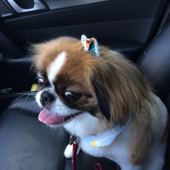 Chateau Du Paw - I thought it was impossible to put a bow on her... They did the impossible ! Lol - Pet Groomers Near Me - Ocoee, Florida