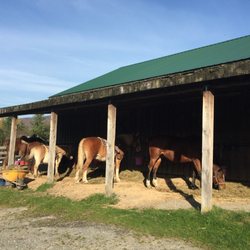 Lajoie Stables - Horses waiting
