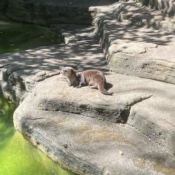John Ball Zoo - River Otter - Zoos Near Me - Grand Rapids, Michigan John Ball Zoo - River Otter - Zoos Near Me - Grand Rapids, Michigan