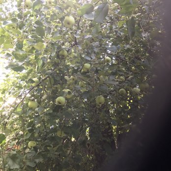Kohl's Ranch Lodge - Apple tree right along the creek - Hotels Near Me - Payson, Arizona