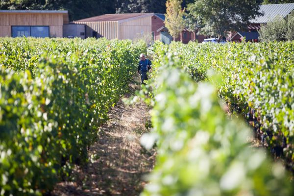 Cowhorn Vineyard & Garden by null