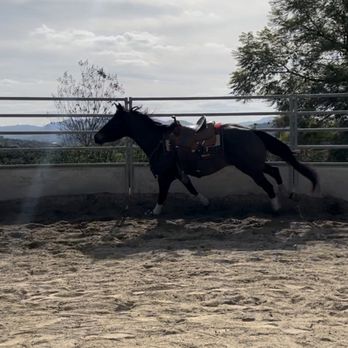 Hidden Hills Equestrian Ranch - Sand, round, pen - Horse Boarding Near Me - Bonsall, California