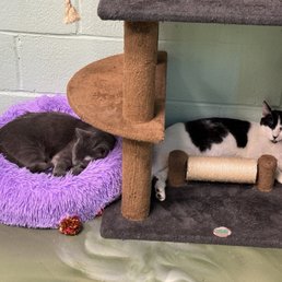 Cats!