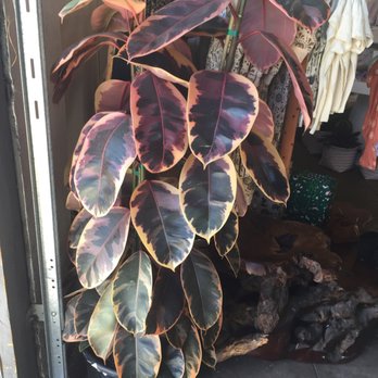 Pigment - Variegated Rubber Tree - Very Rare Colors - $185 - Home Decor Near Me - San Diego, California
