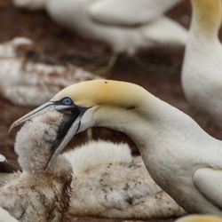 Parc National de l'Île-Bonaventure-et-du-Rocher-Percé - omnomnomnom