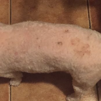 Chic Doggie - Pet Groomers Near Me - Newark, New Jersey
