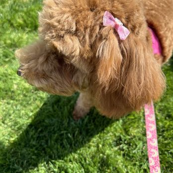 Colonies Pet Grooming - Pet Groomers Near Me - Upland, California Colonies Pet Grooming - Pet Groomers Near Me - Upland, California