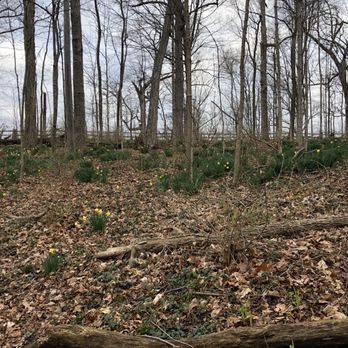 Eagle Creek Park - Daffodils! - Parks Near Me - Indianapolis, Indiana Eagle Creek Park - Daffodils! - Parks Near Me - Indianapolis, Indiana