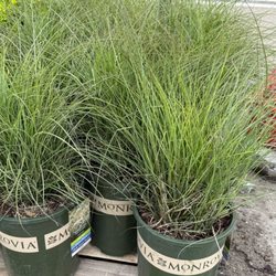 Natty Garden