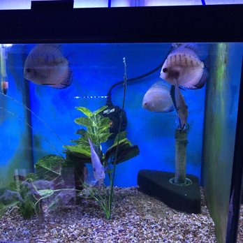Austin Aqua-Dome - Pet Stores Near Me - Austin, Texas