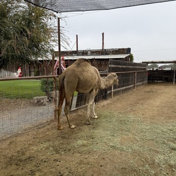 Ford Farms - Camel - Petting Zoos Near Me - Lindsay, California Ford Farms - Camel - Petting Zoos Near Me - Lindsay, California