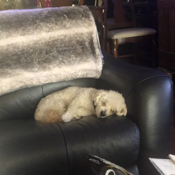 Groomer On The Go - AFTER - Pet Groomers Near Me