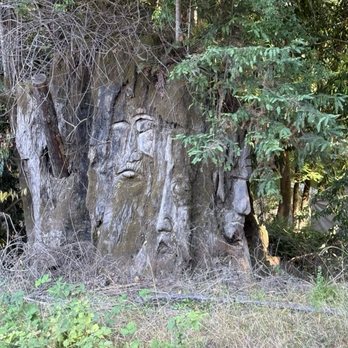 River Electric - Funky carved tree faces - Hotels Near Me - Guerneville, California River Electric - Funky carved tree faces - Hotels Near Me - Guerneville, California
