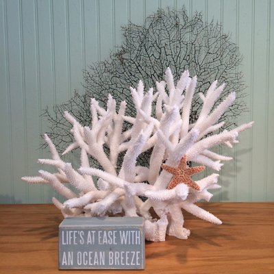 The Blue Mussel by null