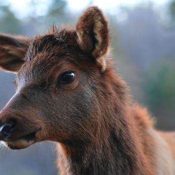 Von Fader Video - Wildlife Video - Photo - The Smokey Mountains - NC - Young Elk - Photographers Near Me Von Fader Video - Wildlife Video - Photo - The Smokey Mountains - NC - Young Elk - Photographers Near Me