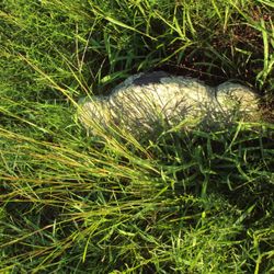 Ye Antientist Burial Ground - This is the top of a stone , just inches from the dirt. Raise it , and reset it, so it can be read!