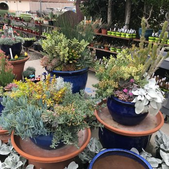 Ron's - Colorful collections - Nurseries & Gardening Near Me - Arroyo Grande, California