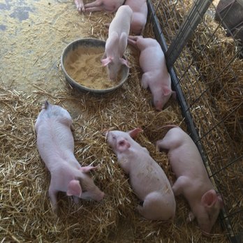 Minnesota Zoo - Piglets at the Family Farm - Zoos Near Me - Apple Valley, Minnesota Minnesota Zoo - Piglets at the Family Farm - Zoos Near Me - Apple Valley, Minnesota
