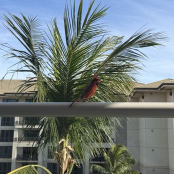 Maui Resort Rentals - Bird that brought friends to eat breakfast - Vacation Rentals Near Me - Lahaina, Hawaii