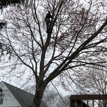 Northeast Tree Services - Tree Services Near Me - Stratford, Connecticut