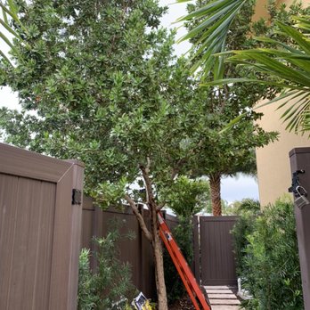 Green Touch Property Maintenance - Green button wood tree removal
Call or Text: 954-854-0027
Free estimates!
"Changing lives, one property at a time" - Landscaping Near Me Green Touch Property Maintenance - Green button wood tree removal
Call or Text: 954-854-0027
Free estimates!
"Changing lives, one property at a time" - Landscaping Near Me