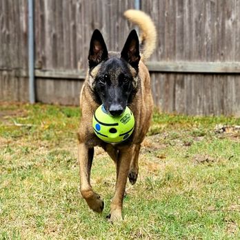Texas Tails Boarding/Training - Dog Walkers Near Me