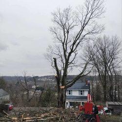 RG Tree Service