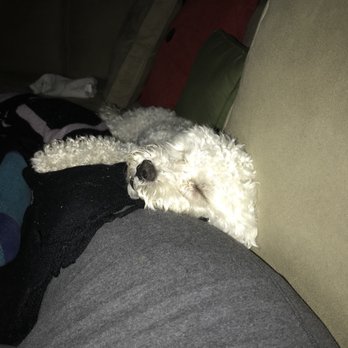 Dogs Will Play - Pet Groomers Near Me - Concord, California Dogs Will Play - Pet Groomers Near Me - Concord, California