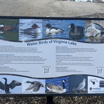 Virginia Lake Park - Water birds descriptions. - Playgrounds Near Me - Reno, Nevada Virginia Lake Park - Water birds descriptions. - Playgrounds Near Me - Reno, Nevada