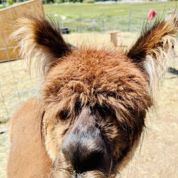Olde LYFE Alpacas - Attraction Farms Near Me - Carson City, Nevada