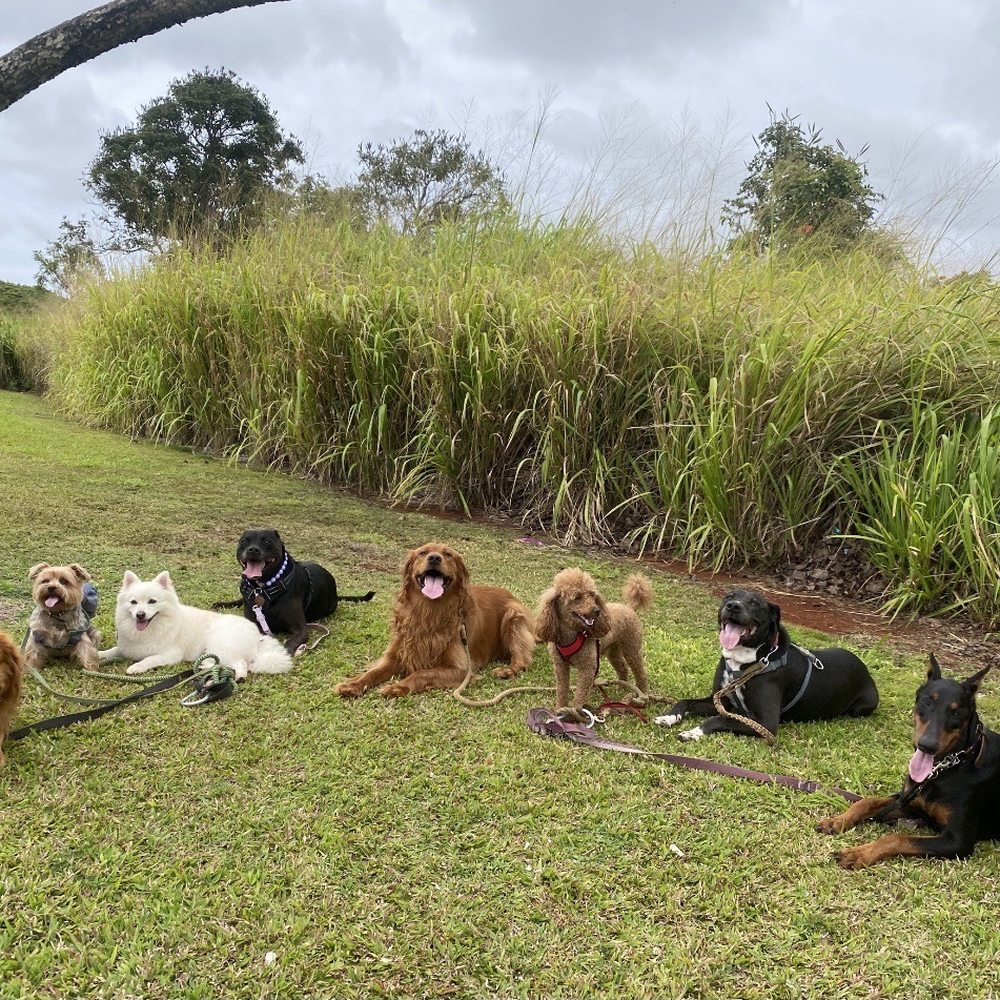 WolfPack Adventures HI - Dog Walkers Near Me WolfPack Adventures HI - Dog Walkers Near Me