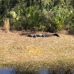 Gator greeter, the first we saw immediately after entering the park.