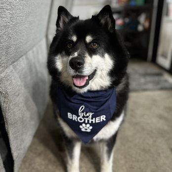 Love Dogs Camp - Settling nicely into his new role thanks to Love Dogs Camp! - Pet Sitting Near Me - Arroyo Grande, California Love Dogs Camp - Settling nicely into his new role thanks to Love Dogs Camp! - Pet Sitting Near Me - Arroyo Grande, California