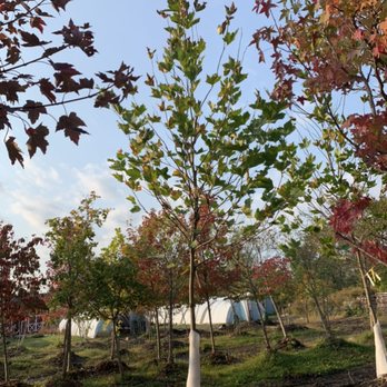 Village Garden Store - a row of trees with red and green leaves - Nurseries & Gardening Near Me - Mendon, New York
