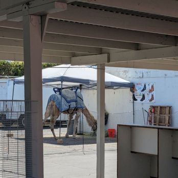 Maclin Open Air Shops - They have camel rides - Flea Markets Near Me - Ontario, California Maclin Open Air Shops - They have camel rides - Flea Markets Near Me - Ontario, California