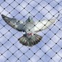 Photo of Confianza Exterminating