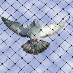 Confianza Exterminating - Humane solutions to Bird Problems