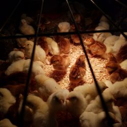 McKee's Feed Garden & Pet Centers - Easter chicks