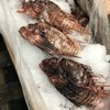 Starfish Food Truck gift card